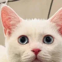 گربه پرشین اسکاتیش ماده|گربه|رشت, جهاد|دیوار