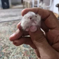 فروش همستر مینیاتوری|حیوانات مزرعه|کرمان, |دیوار