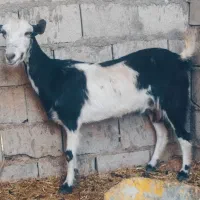 کهره اوس در خونه ای شیر هم داره خیلی زیاد