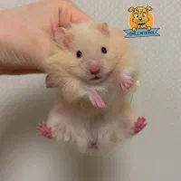 همستر روبروفسکی|موش و خرگوش|ایلام, |دیوار