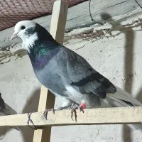 کفتر|پرنده|نهاوند, |دیوار