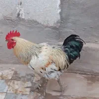 خروس بسیار زیبا و دم کشیده مناسب مزرعه
