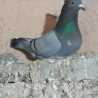 ماده سبز کاکلی بضمانت