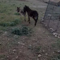 اولاغ