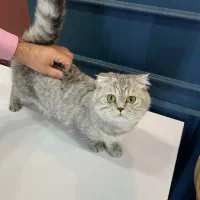 واگذاری گربه اسکاتیش فولد نر کاملا اصیل