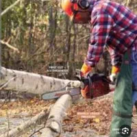 خرید فروش چوب از باغات وخانه های کلنگی