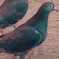 کبوتر پلاگی قارقا رفته
