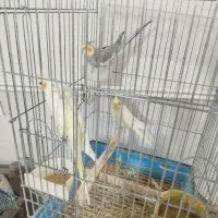 عروس هلندی|پرنده|رودهن, |دیوار