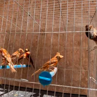 قناری سرخ شتری سرخ