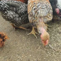 جوجه مرغ خروس محلی گردن لختی