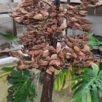درختچه آبنما مسی