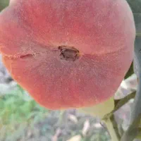 نهالستان جوتیار|خدمات باغبانی و درختکاری|میاندوآب, |دیوار