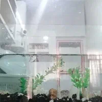 آکواریوم با ماهی گوپی