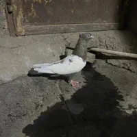 آلمانی مقبول گم شده