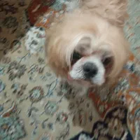 واگزاری سگ شیتزو شیتون خونگی