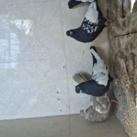 کبوتر سینی نر ماده|پرنده|اهواز, کوی مندلی(سه راه خرمشهر)|دیوار