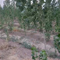 فروش-باغ-شهری-1000-متری-با-آب-و-برق-بیضا