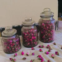 غنچه گل محمدی طراوت و عطر بی نظیر