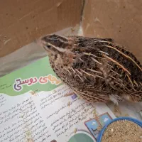 بلدرچین ماده ۲ماه