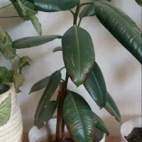 گل با گلدان بسیار شیک|گل و گیاه طبیعی|بروجرد, |دیوار