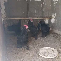 مرغ مرندی اصیل