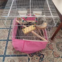 عروس هلندی مولد