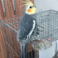 عروس هلندی باجوجه هاش