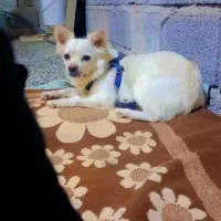 سگ پامر  ماده