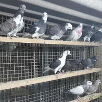 کبوتر جوجه هوایی|پرنده|قائم‌شهر, |دیوار