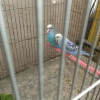 مرغ عشق و عروس هلندی