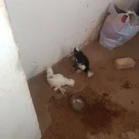 مرغ و خروس پاپر