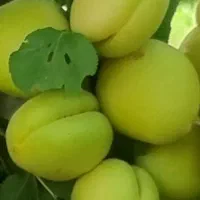 نهال تضمینی زردآلوی عسگر آباد سبز