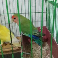 طوطی برزیلی|پرنده|بهارستان, |دیوار