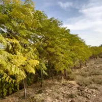 باغچه ۴۰۰ متری|فروش زمین و ملک کلنگی|باقرشهر, |دیوار