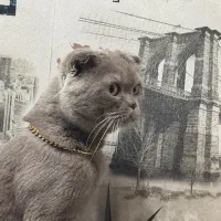 گربه اسکاتیش