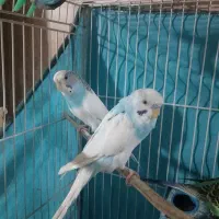 مرغ عشق