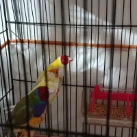 فنچ|پرنده|تبریز, |دیوار