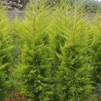 لاوسون گلدان 12