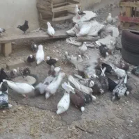 فروش