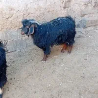 گوسفند فروشی نر|حیوانات مزرعه|درمیان, |دیوار