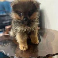 پامرین خرسی