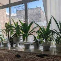 فروش گل اشک ملکه