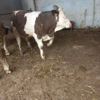 گوساله نر سیمینتال جنس