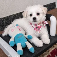 توله سگ شیتزو ۲ماهه