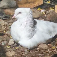 کبوتر سفید اراکی