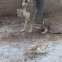 سگ عراقی ماده