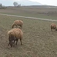 یک عدد گوسفند شیشک