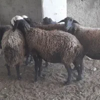 میش
