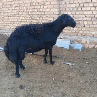 قوچ قره قزل شیره دار
