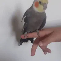 پرنده